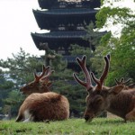 олени парка в Нара